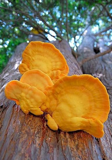 Laetiporus-Sulphureus