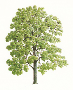 Ash tree