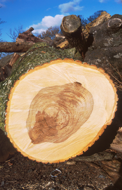 Ash logs