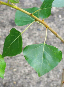 Black poplar leaves