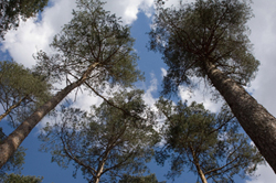 Corsican pine canopy