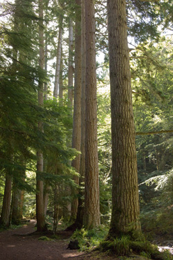 Douglas fir forest