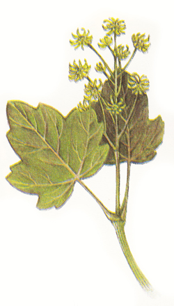 Field maple flower