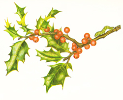 Holly leaves