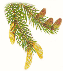 Sitka spruce flowers