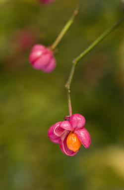 Spindle berry