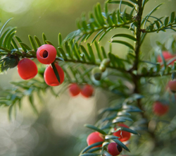 Yew